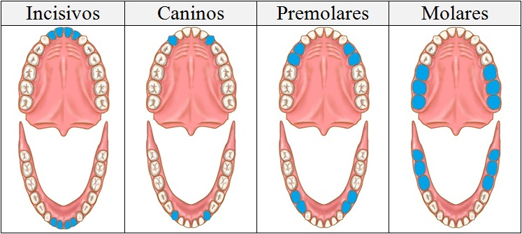 Tipos de dientes