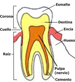 partes del diente
